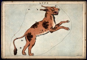 view Astrology: signs of the zodiac, Lynx. Coloured engraving by S. Hall.