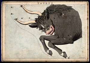 view Astrology: signs of the zodiac, Taurus. Coloured engraving by S. Hall.