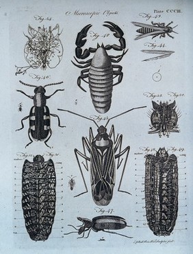 Microscopy: diagrams illustrating insects and parts of insects. Engraving by A. Bell.