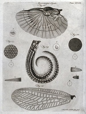 view Microscopy: diagrams illustrating insects and parts of insects. Engraving by A. Bell.