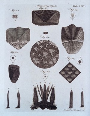 view Microscopy: diagrams illustrating insects and parts of insects. Engraving by A. Bell.