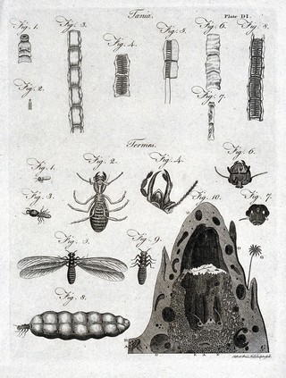 Microscopy: diagrams illustrating insects and parts of insects. Engraving by A. Bell.