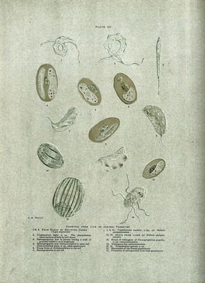 view Microscopy: parasites at 1000X magnification. Coloured process print after C. M. Wenyon.