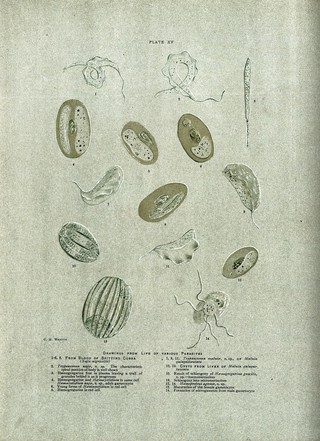 Microscopy: parasites at 1000X magnification. Coloured process print after C. M. Wenyon.