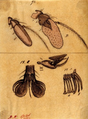 view Microscopy: parts of a fly's eyes [?]. Pen and ink drawing, on tracing paper.