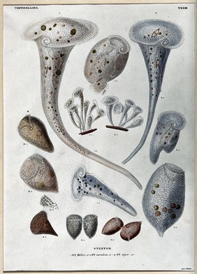 Microscopy: parts of a [water?] plant. Coloured lithograph, 1838, after D.C.G. Ehrenberg.