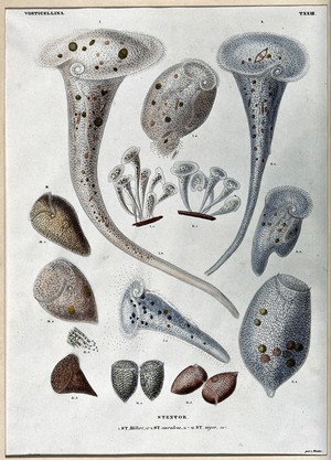 view Microscopy: parts of a [water?] plant. Coloured lithograph, 1838, after D.C.G. Ehrenberg.