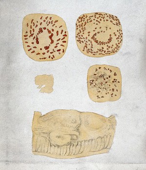 view Microscopy: five micro-cellular organisms. Coloured drawing.