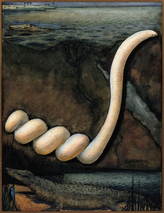 Parasites: a parasitical worm, shown much enlarged, with its hosts. Gouache painting by J. Svoboda after L.W. Sambon.