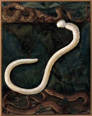 view Parasites: a parasitical worm, shown much enlarged, with its hosts. Gouache painting by J. Svoboda after L.W. Sambon.