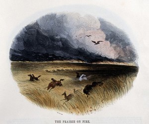 view Geography: birds and animals fleeing a prairie fire. Coloured wood engraving by C. Whymper.