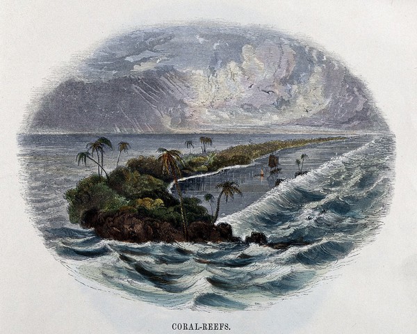 Geography: coral reefs, in the tropics. Coloured wood engraving by C. Whymper.