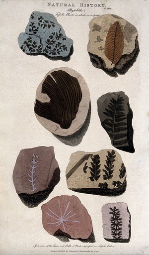 view Geology: fossil remains in stone. Coloured engraving, 1811.
