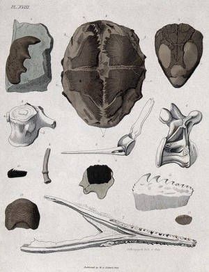 view Geology: fossil remains in stone. Coloured engraving by S. Springsguth, 1833.