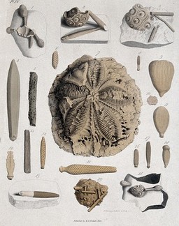 Geology: fossil remains in stone. Coloured engraving by S. Springsguth, 1833.
