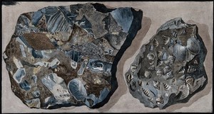 view Two mineral specimens found in the Fossa Grande on Mount Vesuvius. Coloured etching by Pietro Fabris, 1776.