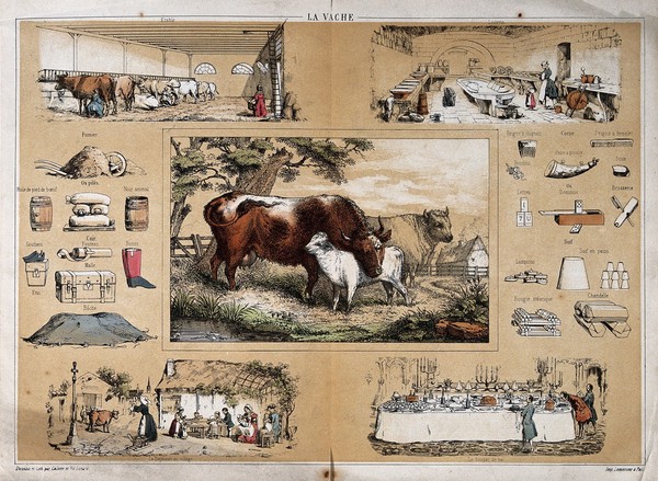 A cow, surrounded by vignettes showing the use of milk products. Colour lithograph by A. Collette and E. Renard, 1849.