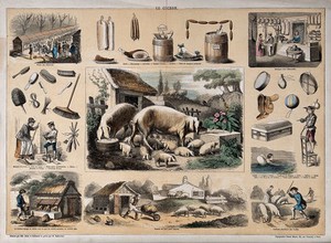 view Pigs and a litter of piglets, surrounded by vignettes showing the use of porcine products. Coloured engraving by Badoureau, ca. 1848, after P.A. Belin and C. Bethmont.