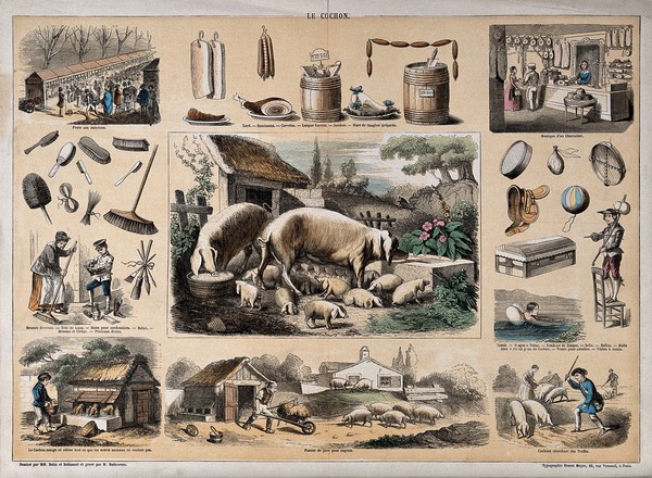 Pigs and a litter of piglets, surrounded by vignettes showing the use of porcine products. Coloured engraving by Badoureau, ca. 1848, after P.A. Belin and C. Bethmont.