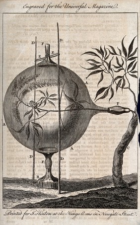 An experimental device for measuring the calorific changes in a growing plant [?]. Engraving.