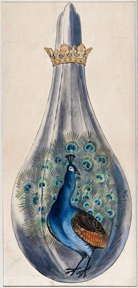 A peacock in a crowned alchemical flask; representing the stage in the alchemical process when the substance breaks out into many colours. Watercolour painting by E.A. Ibbs.