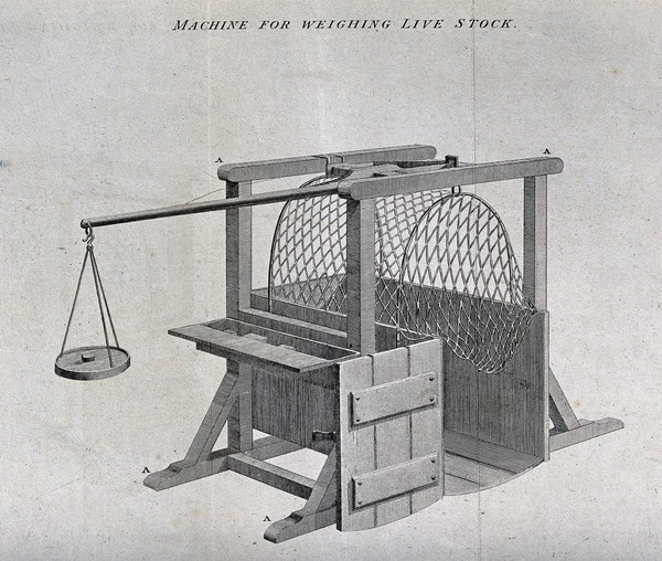 Scales specially adapted for weighing livestock. Engraving, late eighteenth century.