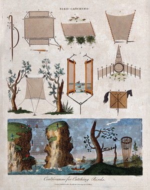 view Hunting: traps and hides for catching birds. Coloured engraving.