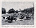 view A flock of ostriches on a farm in South Africa. Photogravure, c.1900.