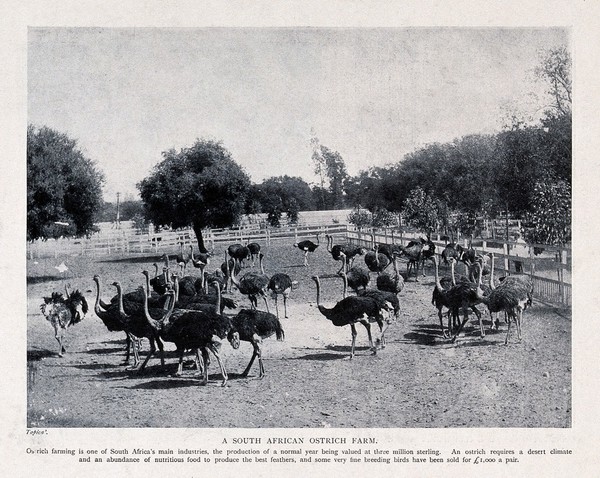 A flock of ostriches on a farm in South Africa. Photogravure, c.1900.
