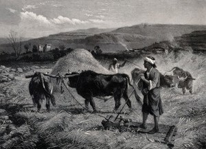 view Agriculture: villagers (perhaps in Syria or Palestine) threshing corn by trampling it with oxen. Engraving by C. Cousen after R. Beavis.