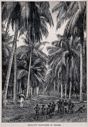 Agriculture: a coconut tree plantation in Ceylon (Sri Lanka), with workers in the foreground and an overseer (?) off to the left. Wood engraving.