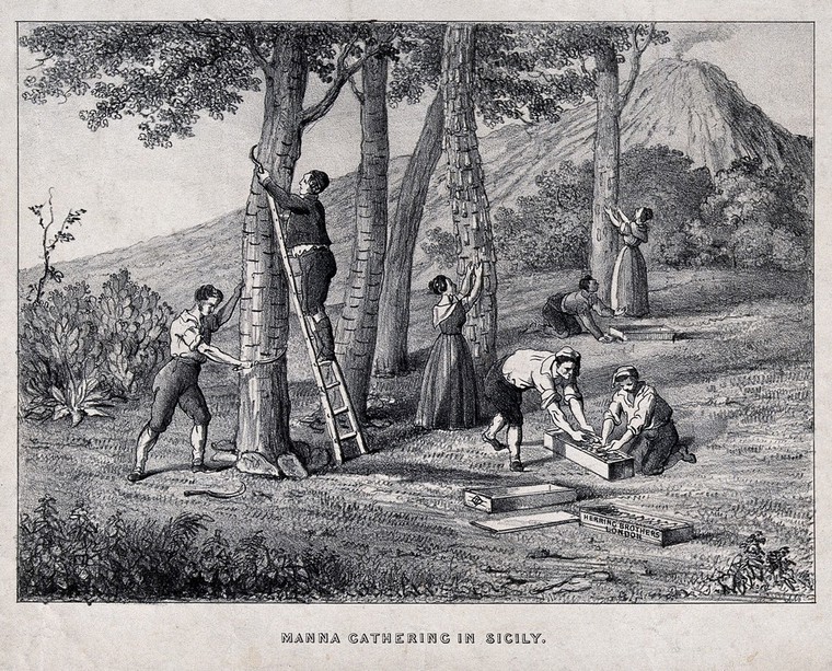 Agriculture peasants gathering manna from trees in Sicily and packing
