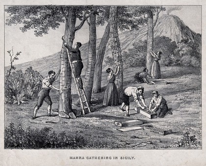 Agriculture: peasants gathering manna from trees in Sicily and packing it in boxes marked "Herring Brothers London". Lithograph, c.1850.