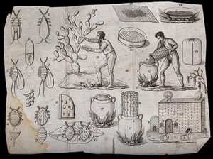 view Agriculture: men gathering insects from cactus plants, then processing them. Engraving.