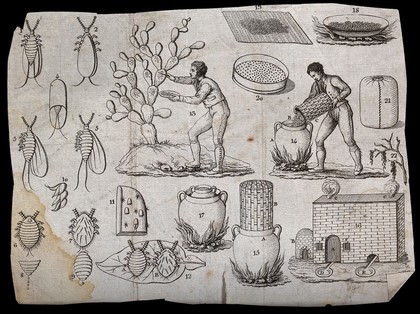 Agriculture: men gathering insects from cactus plants, then processing them. Engraving.