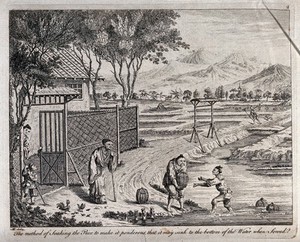 view Agriculture: rice paddies in China, soaking the rice in an irrigation ditch. Engraving by J. June after A. Heckel.