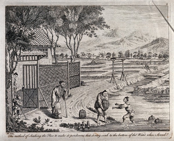 Agriculture: rice paddies in China, soaking the rice in an irrigation ditch. Engraving by J. June after A. Heckel.