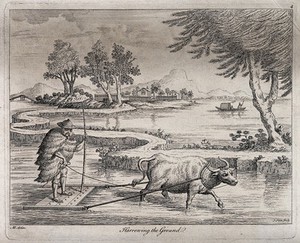 view Agriculture: preparing rice paddies in China with an ox-drawn plough. Engraving by J. June after A. Heckel.