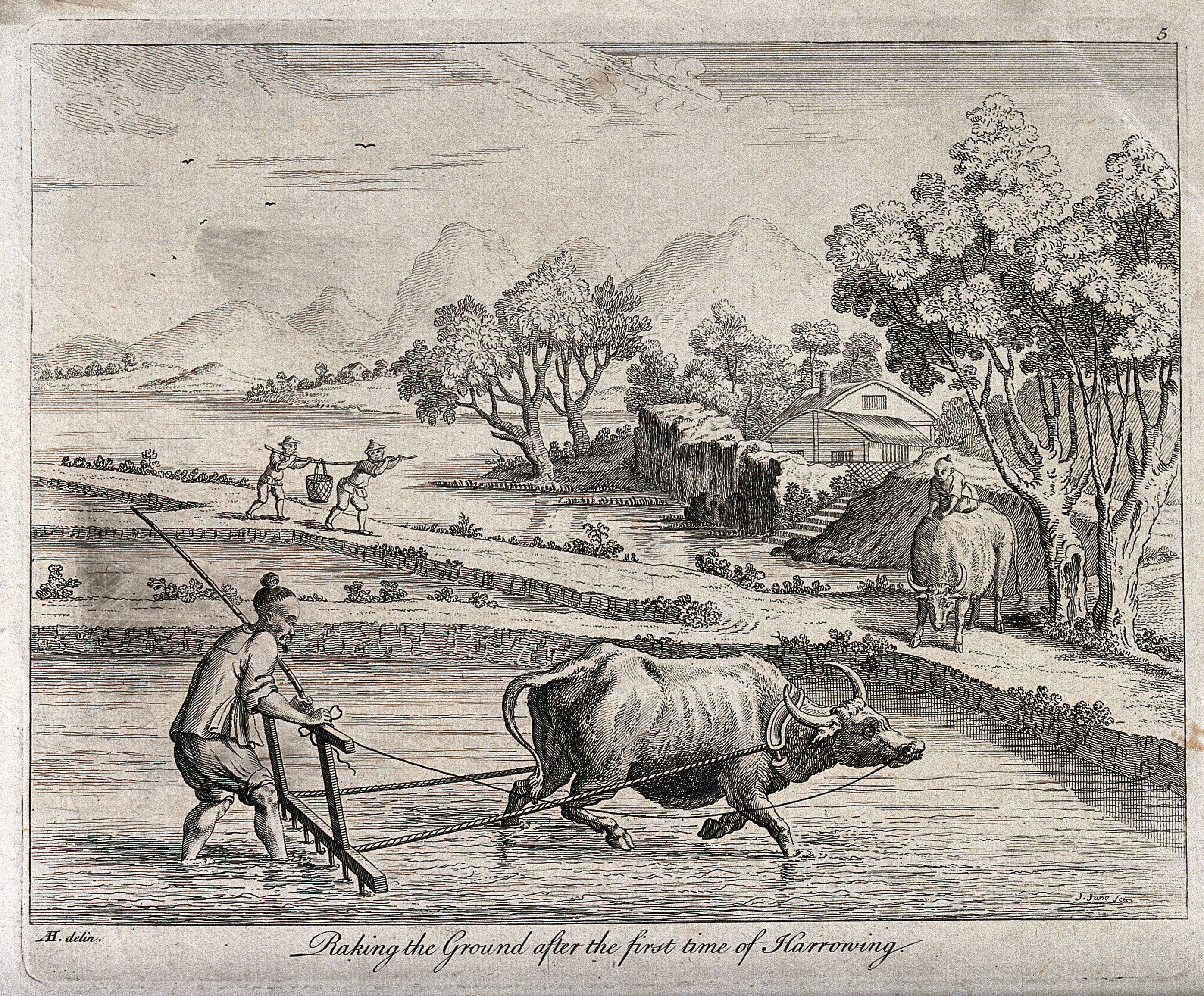 agriculture-raking-rice-paddies-in-china-with-an-ox-drawn-plough