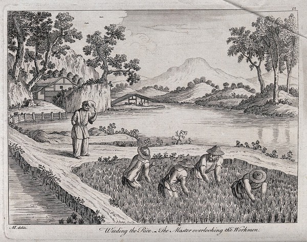 Agriculture: four labourers weeding rice paddies in China, with their master looking on. Engraving by J. June after A. Heckel.