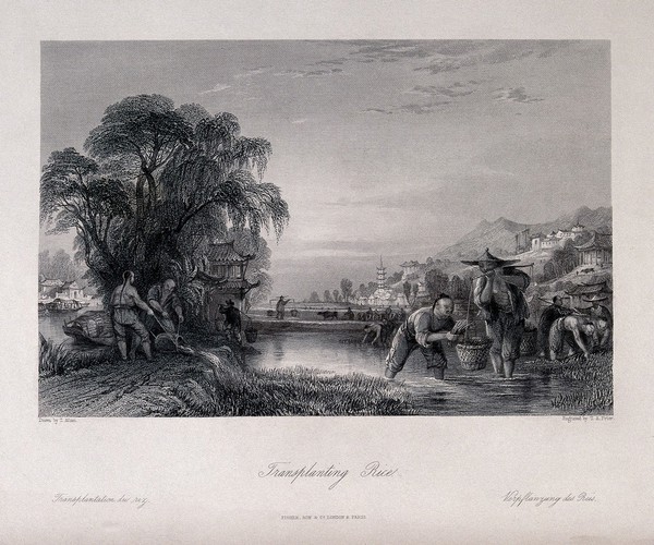 Agriculture: a Chinese rice plantation, with workers transplanting the rice. Engraving by T.A. Prior, c. 1840, after T. Allom.