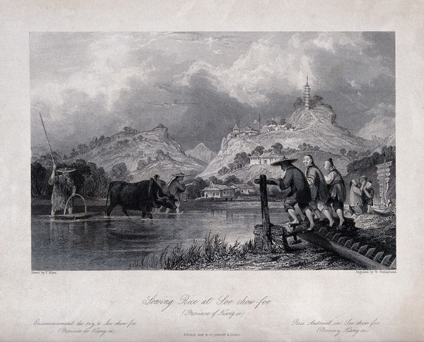 Agriculture: a Chinese rice plantation with workers sowing the rice, and operating a treadmill chain-bucket for water. Engraving by W. Weatherhead, c. 1840, after T. Allom.
