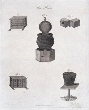 view Apiculture: beehives. engraving.