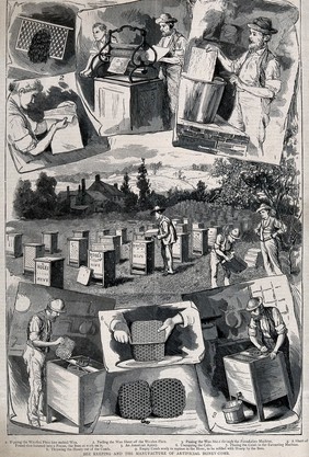 Apiculture: scenes of bee-keeping and honey-gathering. Wood engraving, 1885.