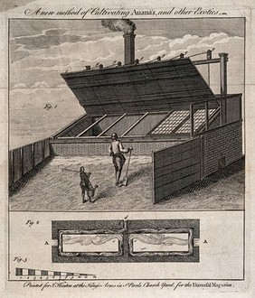 Types of greenhouse. Engraving, c.1750.