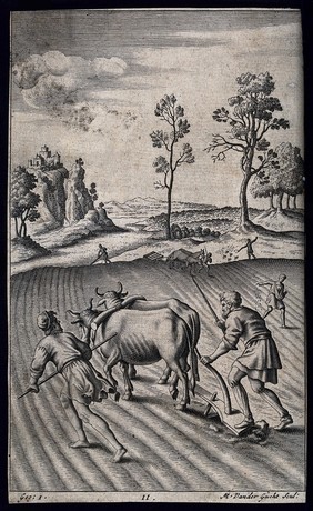 A team of oxen being made to pull a plough. Engraving by M. van der Gucht.