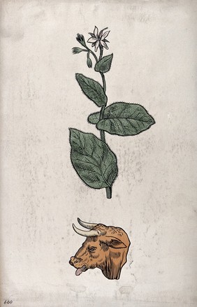 Doctrine of signatures: (above) a plant (buglossa, borage) with leaves resembling a bull's ear, and (below) a bull's head. Coloured ink drawing by C. Etheridge, 1906, after G.B. Della Porta.