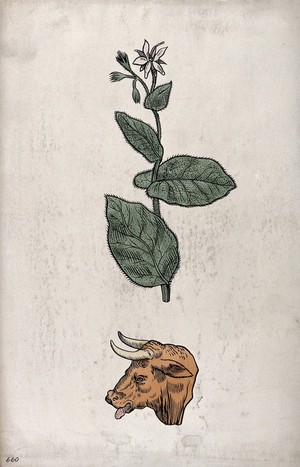 view Doctrine of signatures: (above) a plant (buglossa, borage) with leaves resembling a bull's ear, and (below) a bull's head. Coloured ink drawing by C. Etheridge, 1906, after G.B. Della Porta.