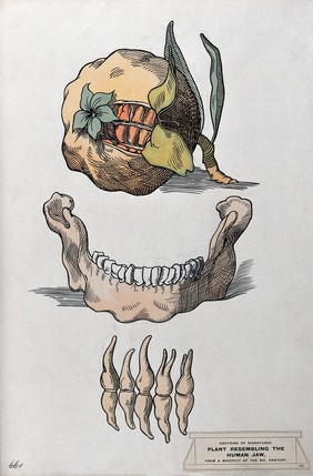 Doctrine of signatures: (above) a fruit (pomegranate) resembling the human jaw, and (below) a jaw-bone and teeth. Coloured ink drawing by C. Etheridge, 1906, after G.B. Della Porta.