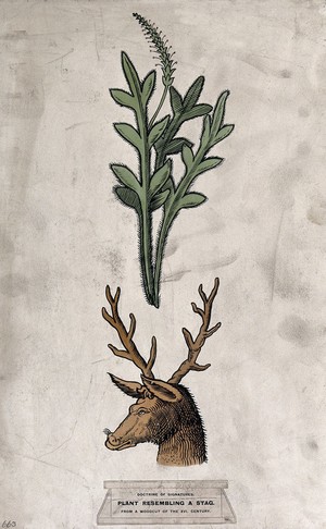 view Doctrine of signatures: (above) a plant (crowfoot) resembling the antlers of a stag, and (below) the head of a stag. Coloured ink drawing by C. Etheridge, 1906, after G.B. Della Porta.